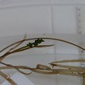 2-6ribbon-leaf_ pondweed seeds